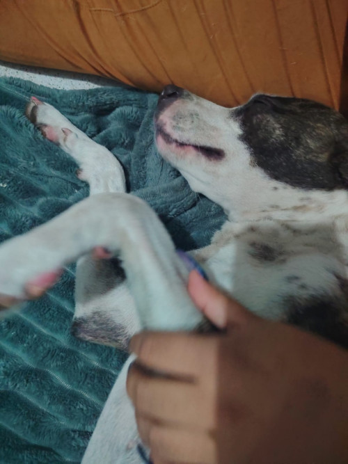 Panchita