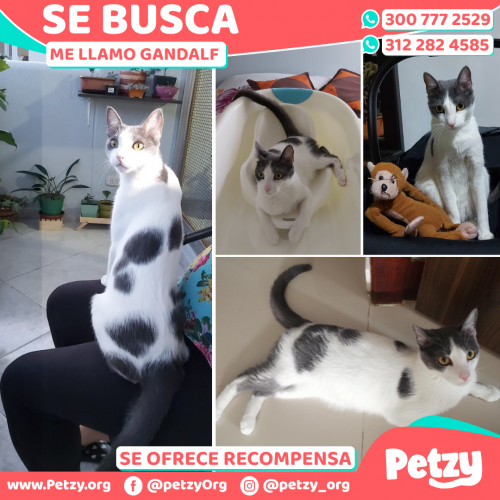 Foto de mascota Gandalf 