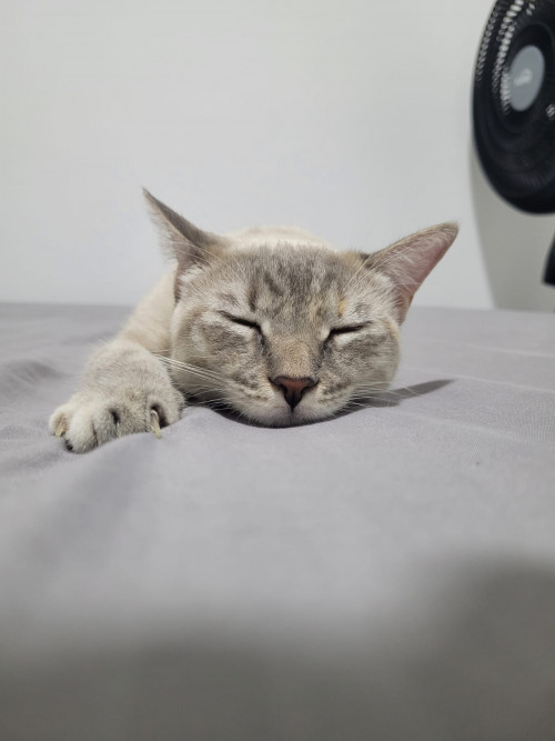Noa
