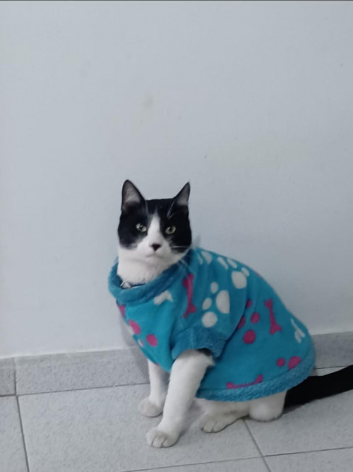 Oreo