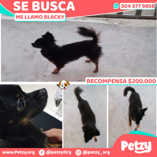 Foto de mascota Blacky