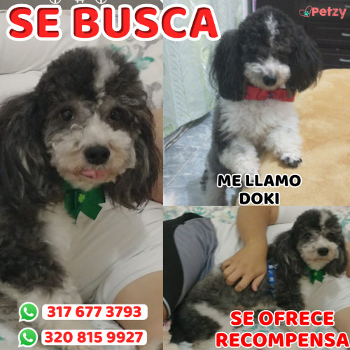 Foto de mascota Doki