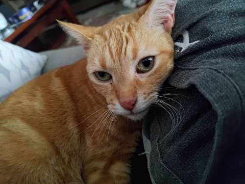 Nala
