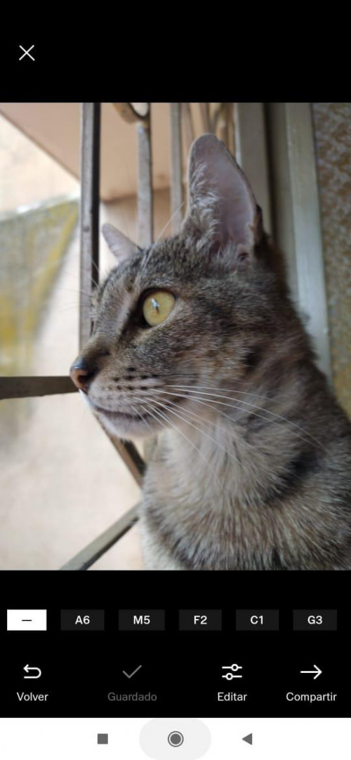 Michi 