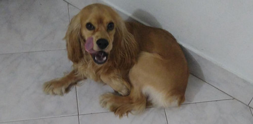 Coco