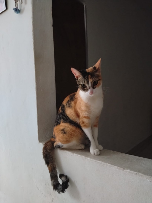 Sammy