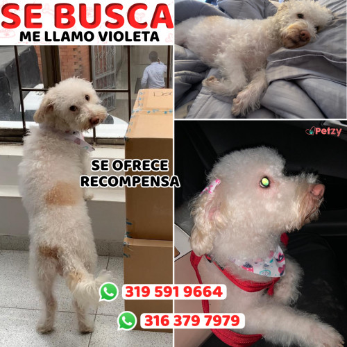 Foto de mascota Violeta