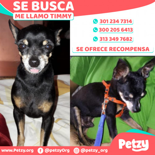 Foto de mascota Timmy