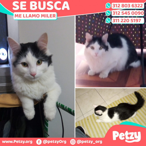 Foto de mascota Miler