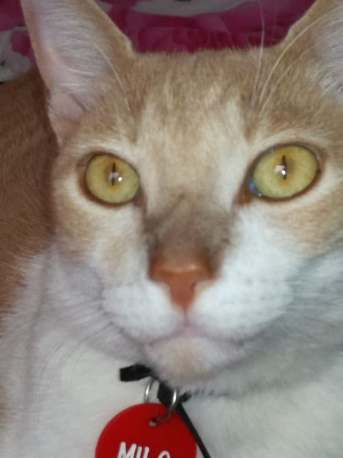 Milo