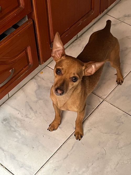 Scooby