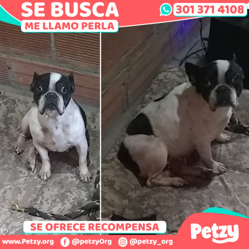 Foto de mascota Perla