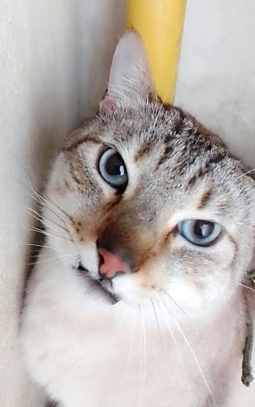 Tonny