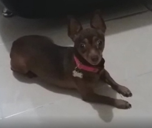Niña