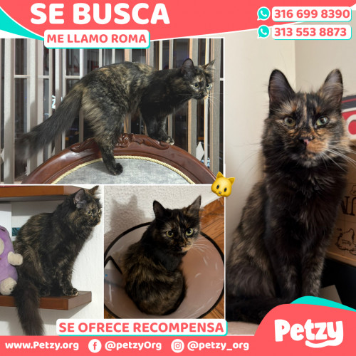 Foto de mascota Roma