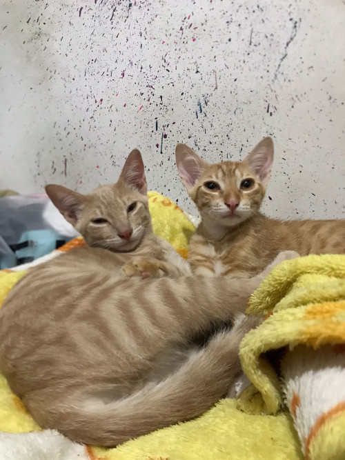 Cheddar
