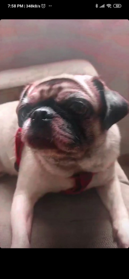 Lulu