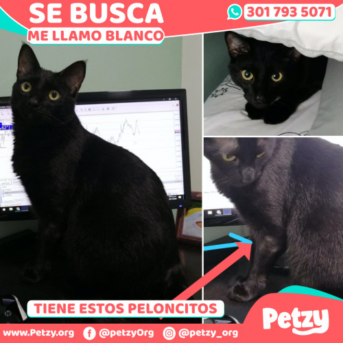 Foto de mascota Blanco