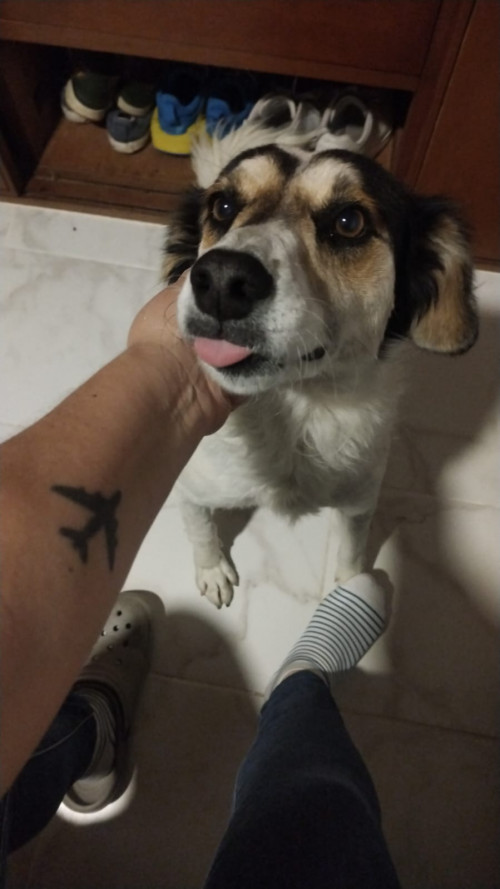Lassie