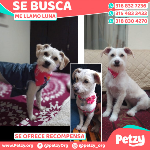 Foto de mascota Luna