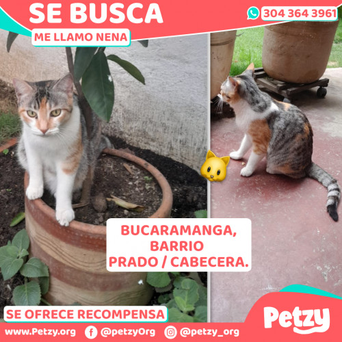 Foto de mascota Nena
