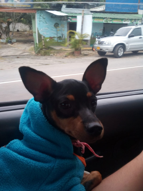 Lupe