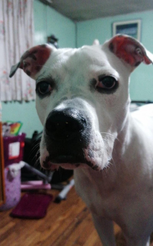 Rocko