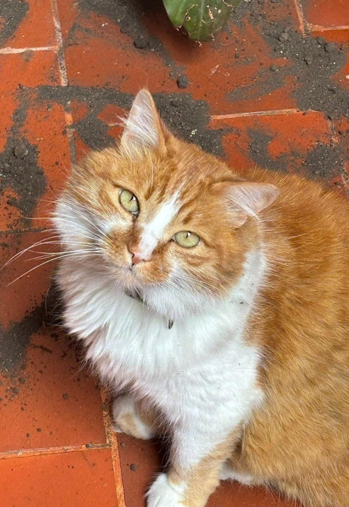 Mateo