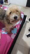 Foto de Kira en Barranquilla Atlántico #2