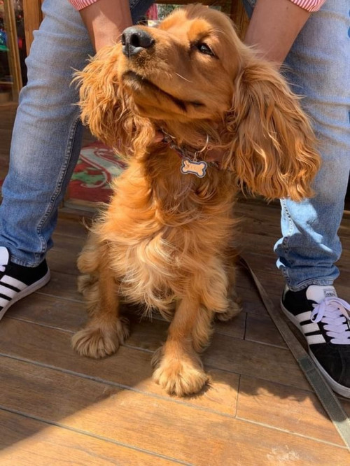 Bongo Y Milo