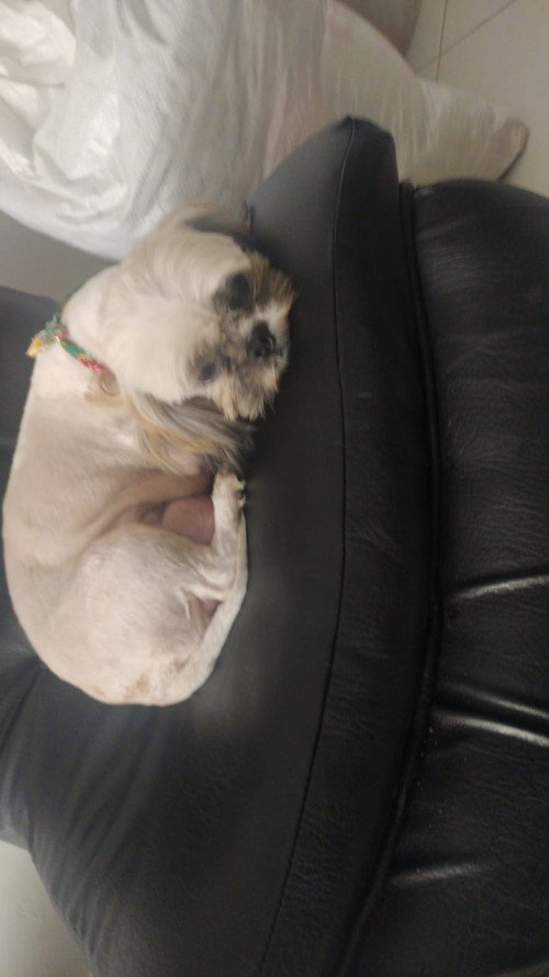 Canela