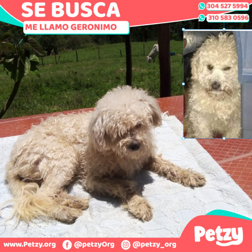 Foto de mascota Geronimo