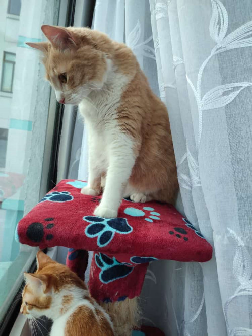 Nala