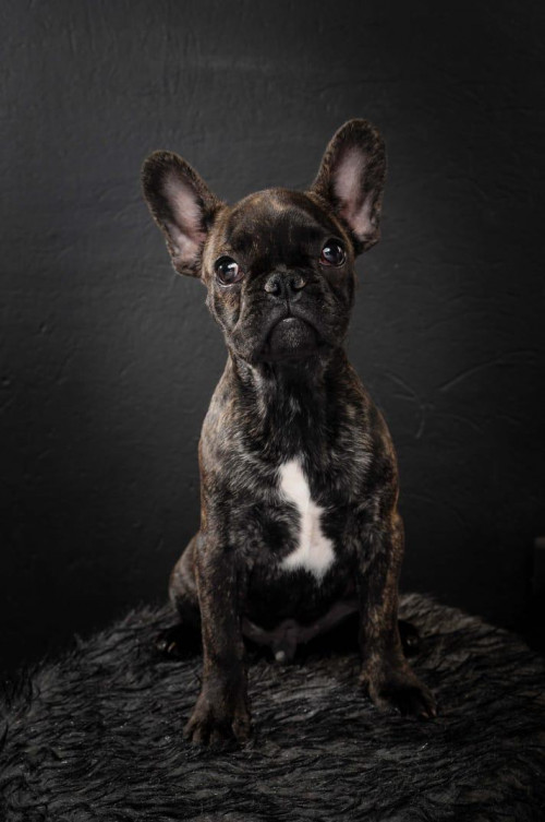 Loki 