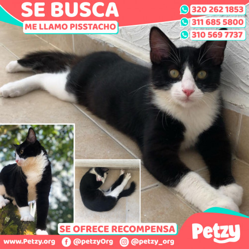 Foto de mascota Pisstacho