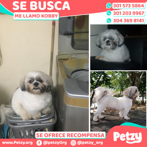 Foto de mascota Kobby