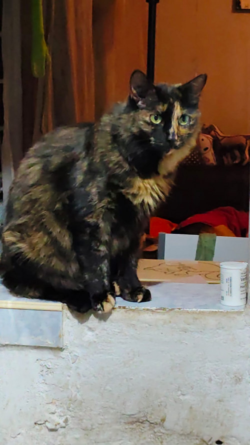 Mocca