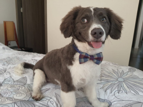 Milo