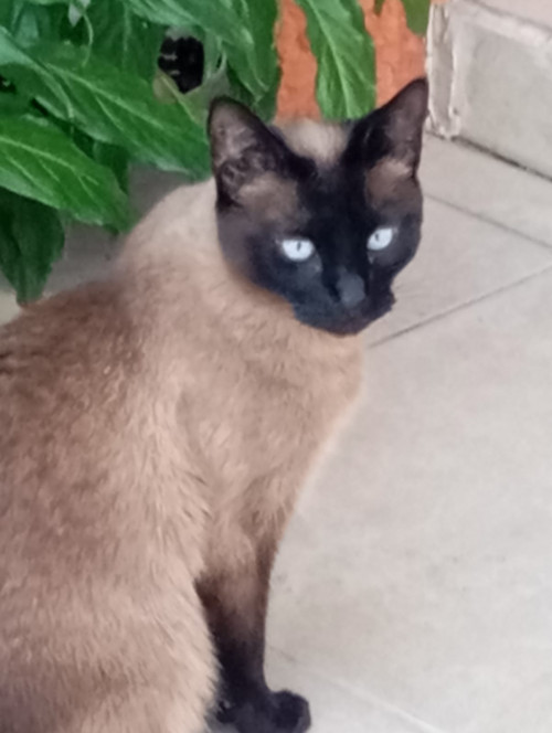 Micifusa