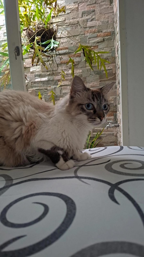 Mia