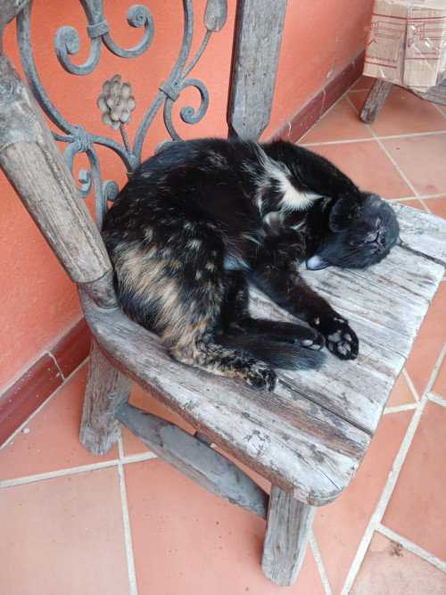 Cloe