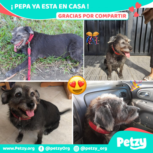 Foto de mascota Pepa