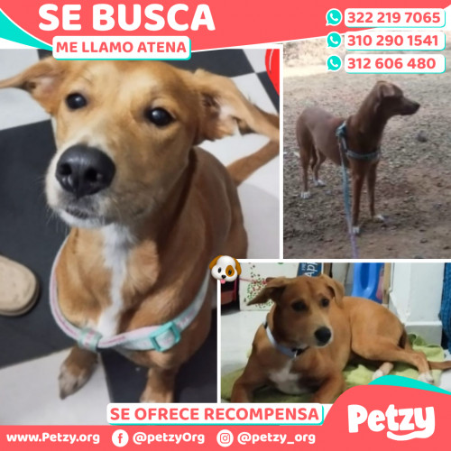 Foto de mascota Atena