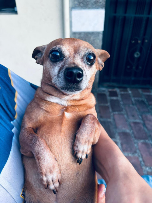 Toby