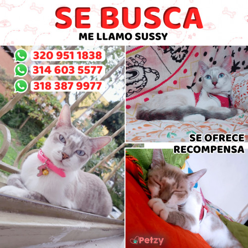 Foto de mascota Sussy
