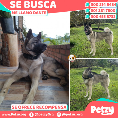 Foto de mascota Dante