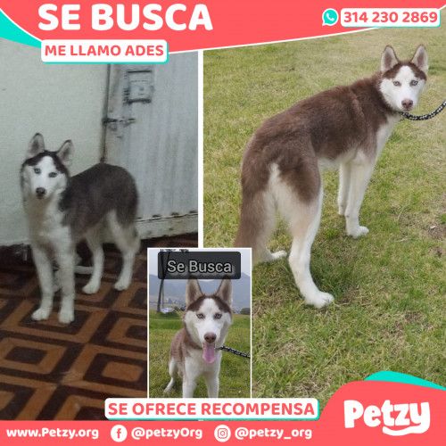 Foto de mascota Ades