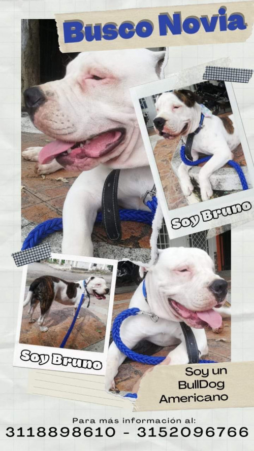 Bruno