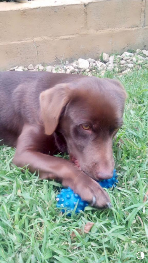 Roko