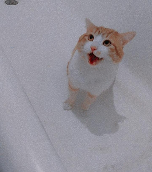 Betito